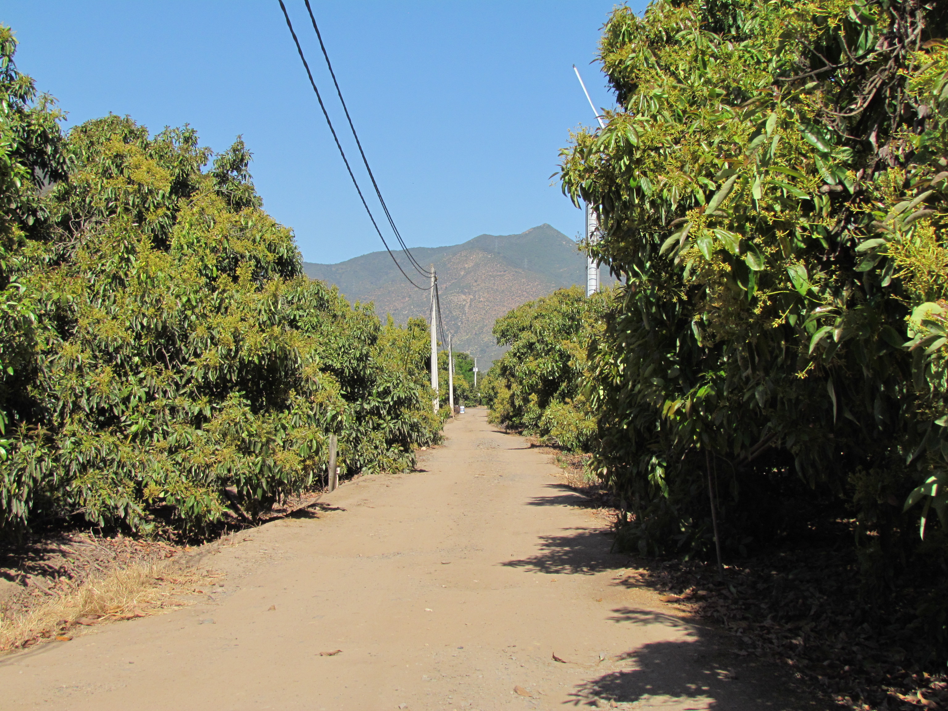 plantación de palto