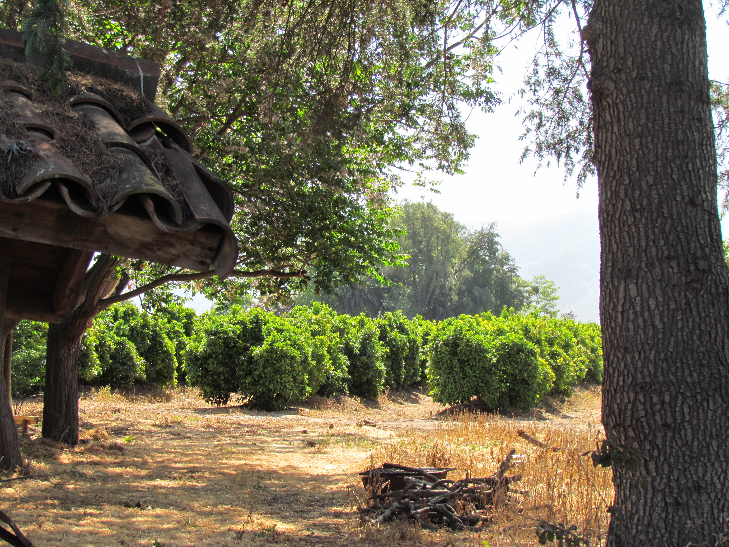 plantación de naranja