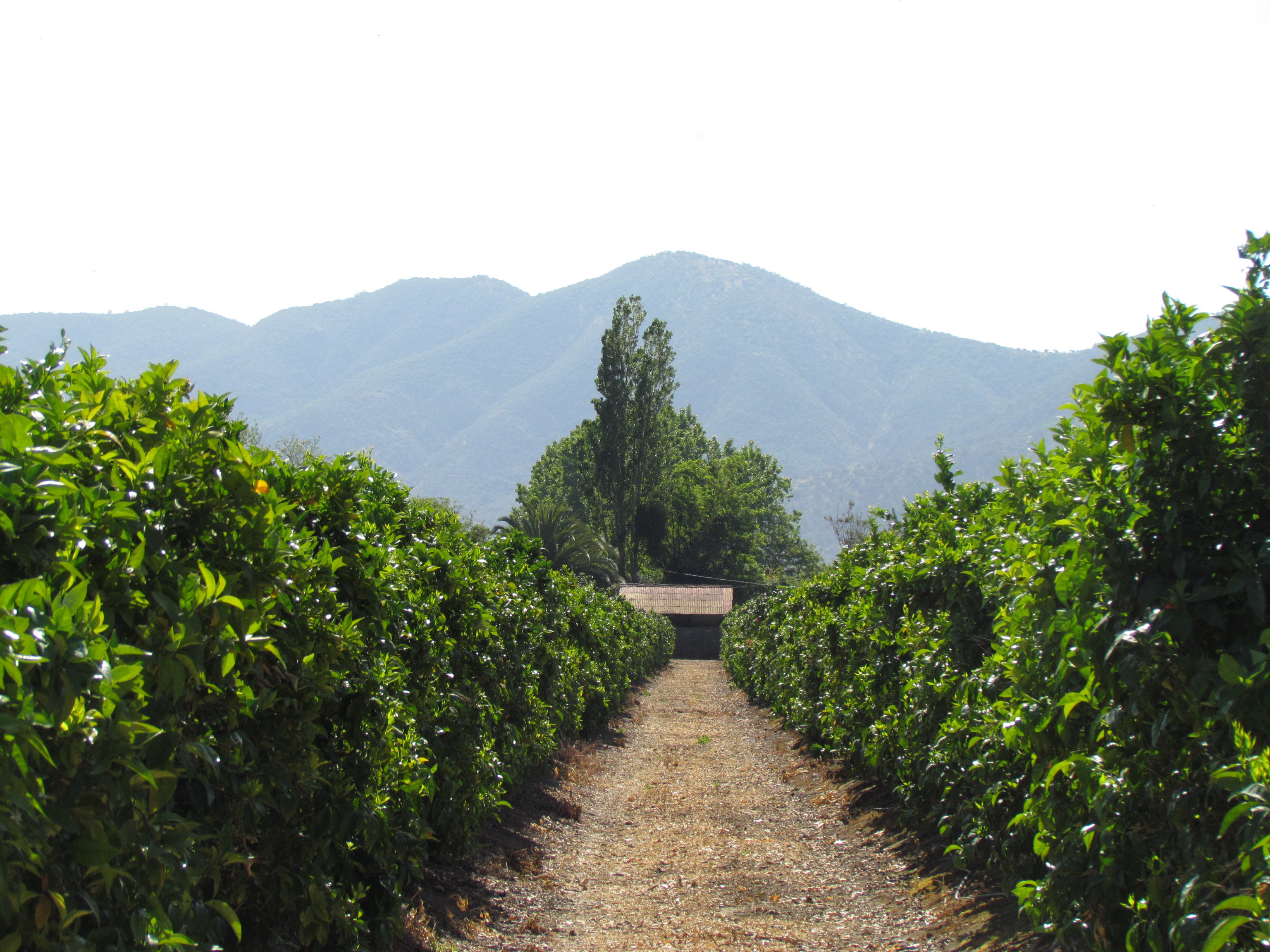 plantación de naranja